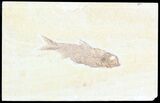 Knightia Fossil Fish - Wyoming #55304-1